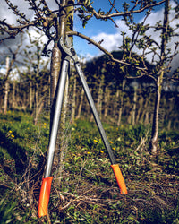 Pruning loppers on the ground in an orchard with trees in the background