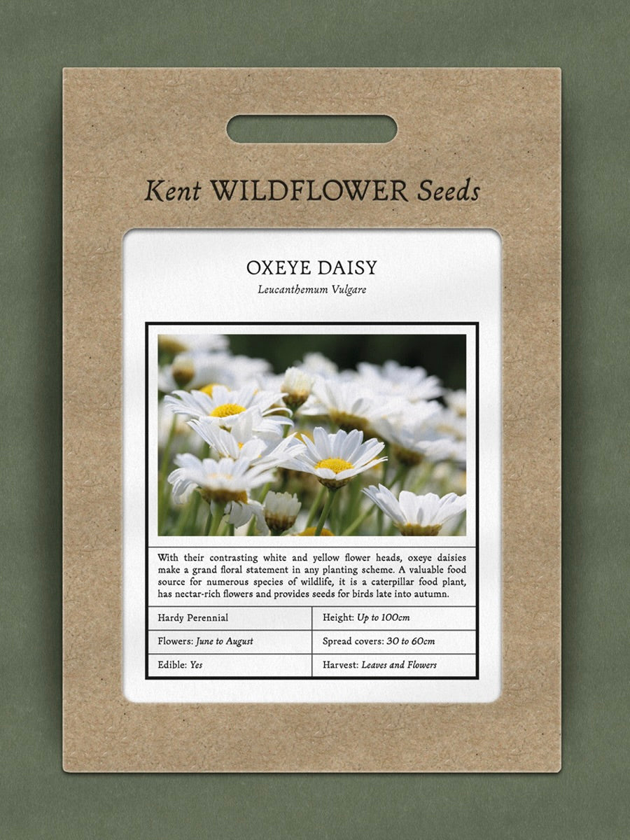 Kent Wildflower Seeds - Oxeye Daisy (Leucanthemum vulgare)
