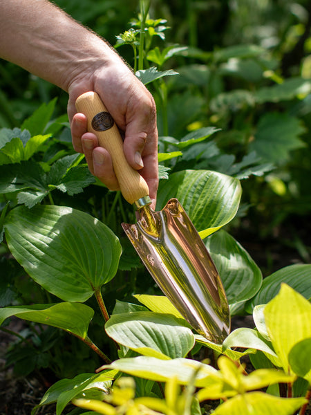 Hand holding a solid bronze garden trowel among hostas