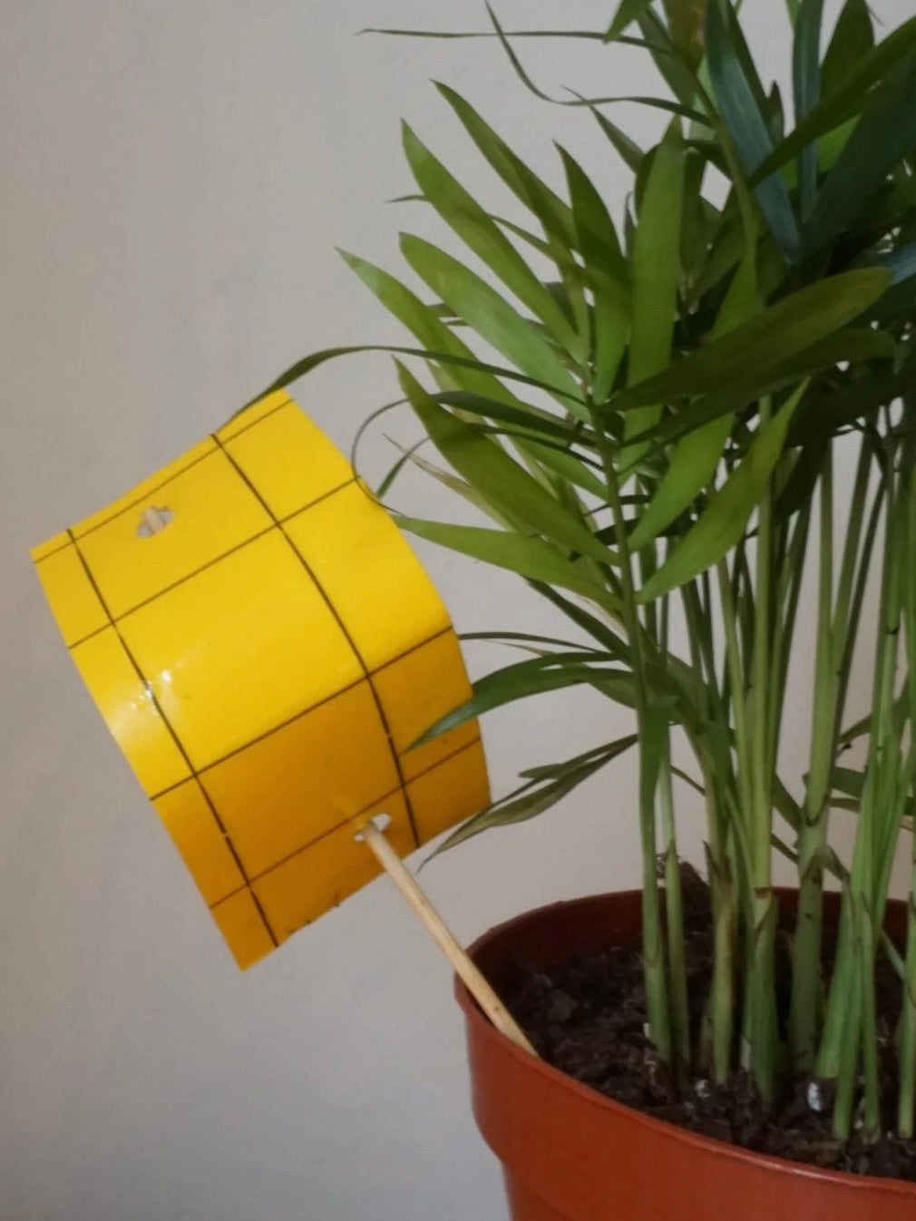 Yellow Eco Sticky Traps for Flying Insects x 10