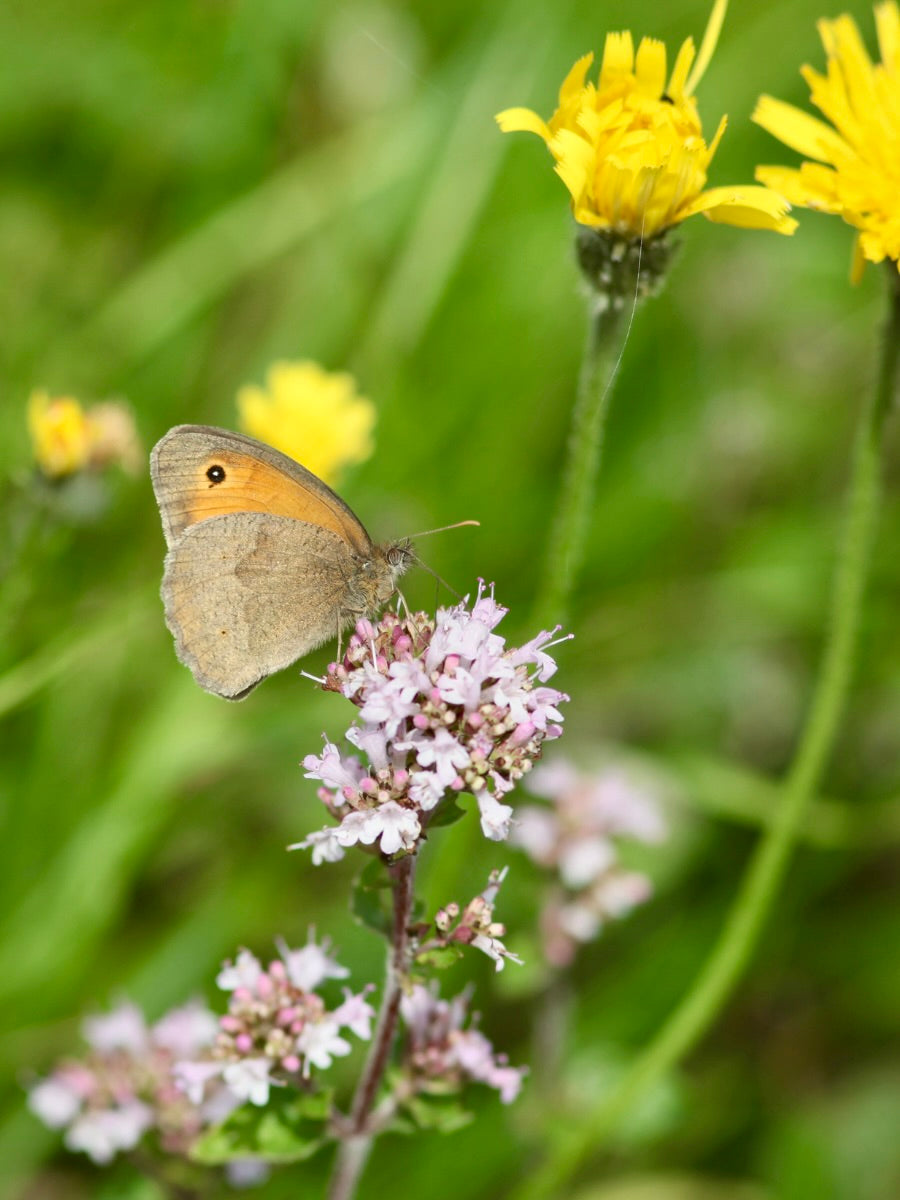 Kent Wildflower Seeds - Pollinator Mix for Bees & Butterflies