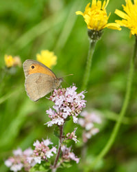 Kent Wildflower Seeds - Pollinator Mix for Bees & Butterflies