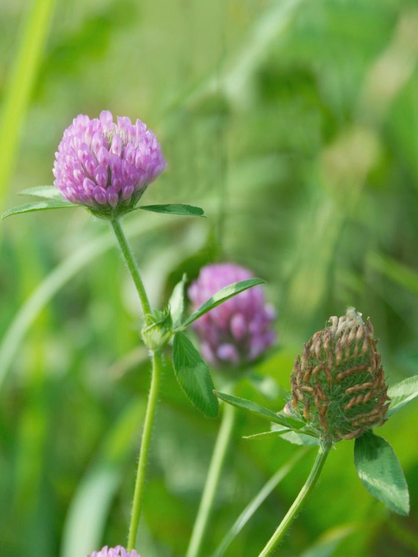 Kent Wildflower Seeds - Perennial Garden Border Mix