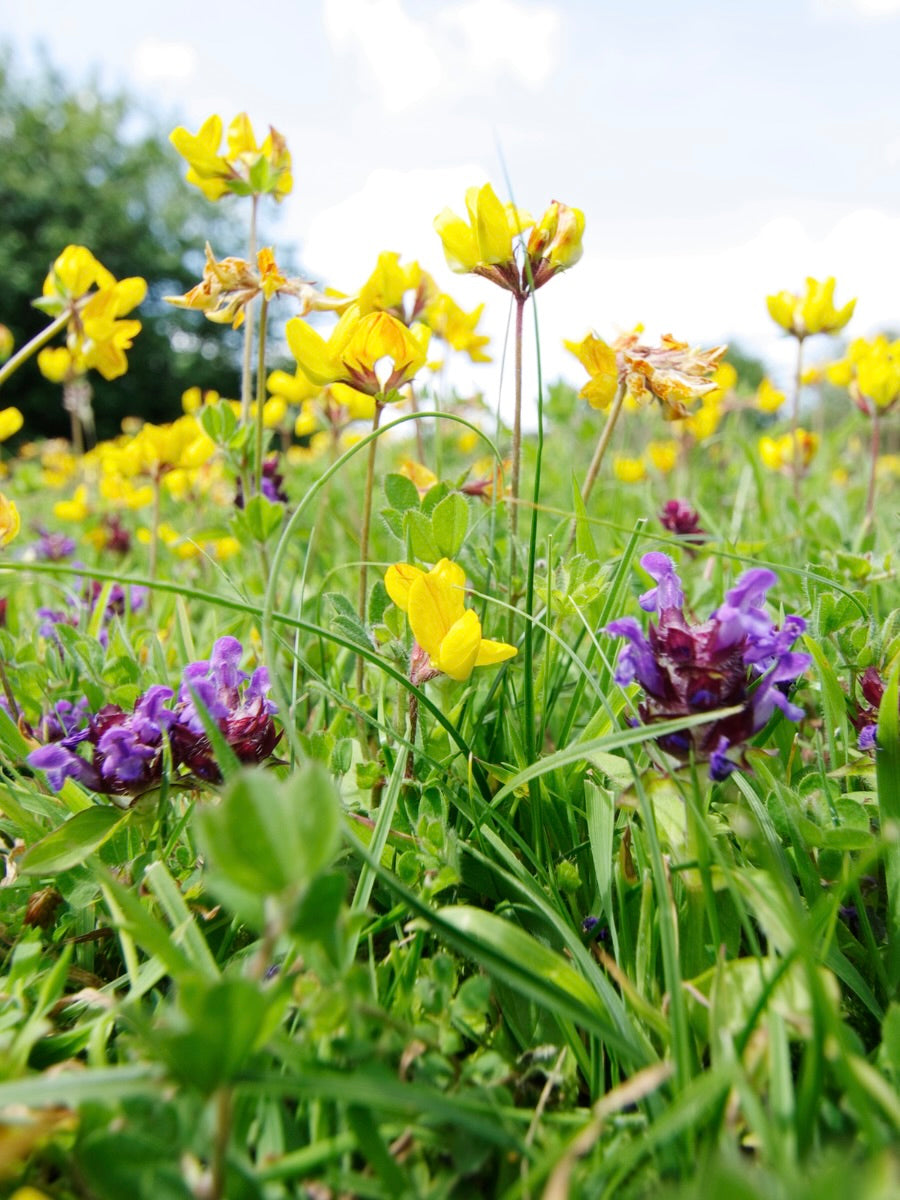 Kent Wildflower Seeds - Perennial Garden Border Mix