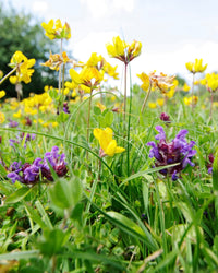 Kent Wildflower Seeds - Perennial Garden Border Mix