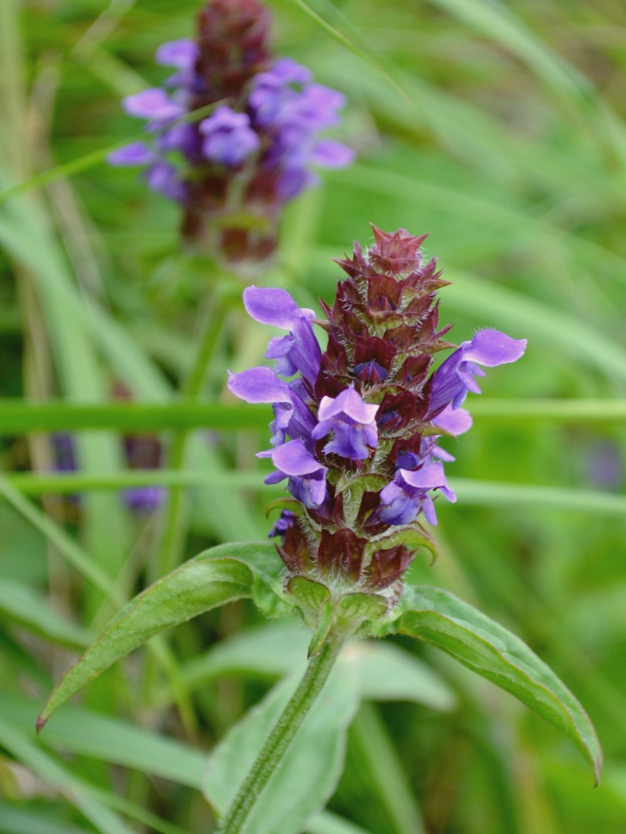 Kent Wildflower Seeds - Wildflower Mix for Heavy Clay Soils