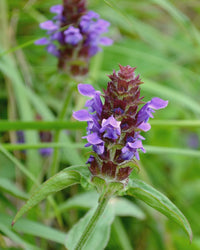 Kent Wildflower Seeds - Wildflower Mix for Heavy Clay Soils