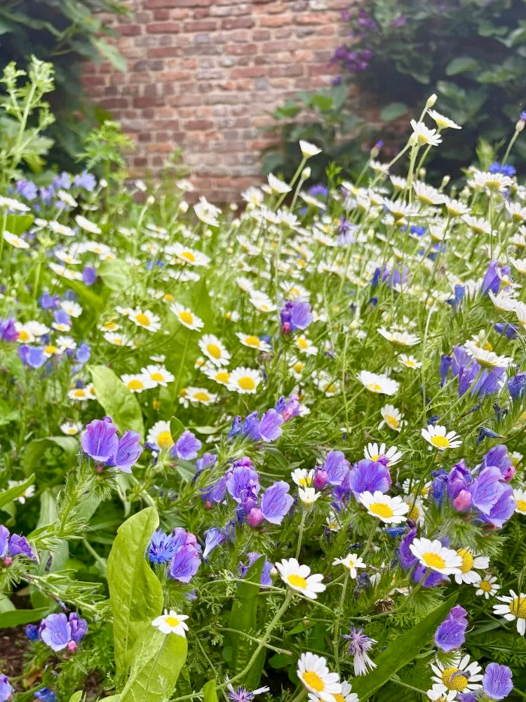 Kent Wildflower Seeds - Wildflowers for Soil Health