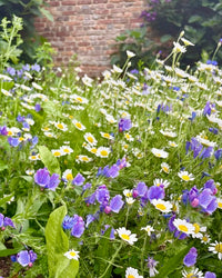 Kent Wildflower Seeds - Wildflowers for Soil Health