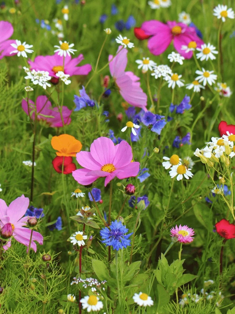Kent Wildflower Seeds - Tutti Frutti Mix