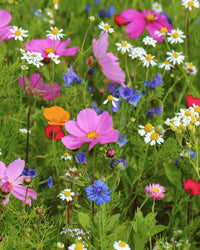 Flower Garden Gift Set