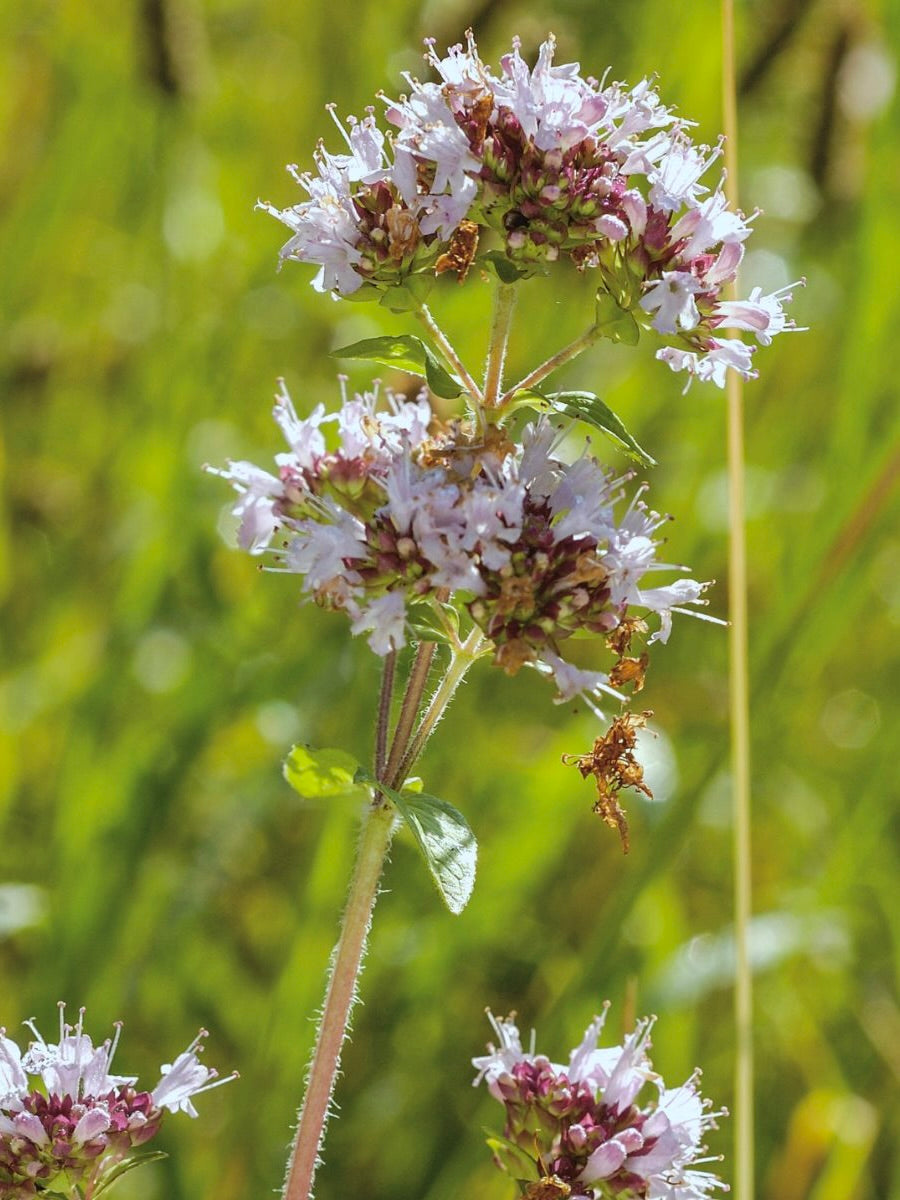 Kent Wildflower Seeds - Perennial Garden Border Mix