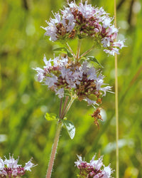 Kent Wildflower Seeds - Perennial Garden Border Mix