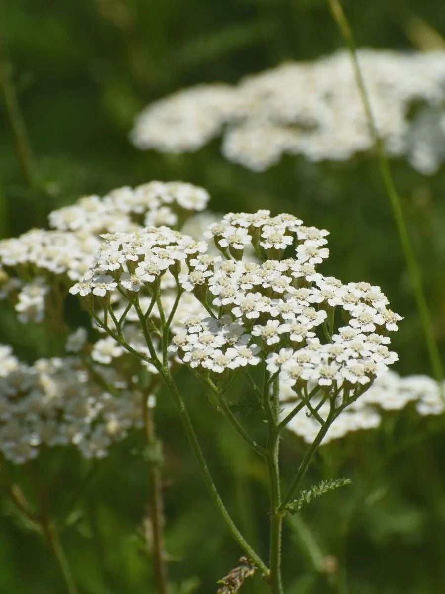 Kent Wildflower Seeds - Wildflower Mix for Heavy Clay Soils