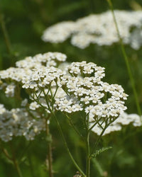 Kent Wildflower Seeds - Wildflower Mix for Heavy Clay Soils