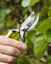 Niwaki Higurashi GR Secateurs