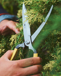 Niwaki GR Pro Barracuda Clippers