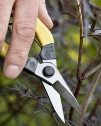 Niwaki Mainichi Snips