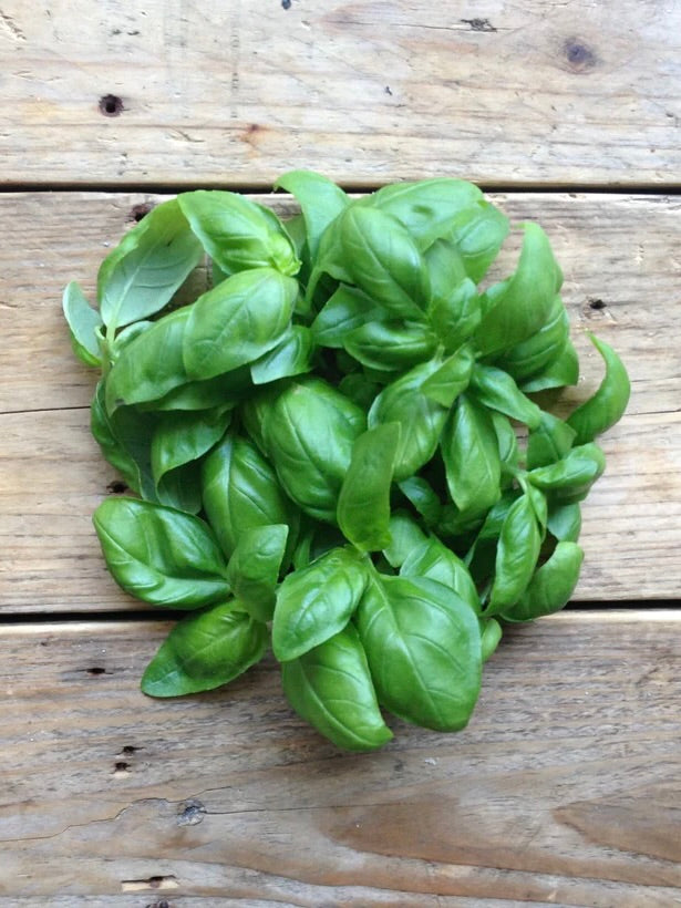PICCOLO SEEDS - GENOVESE BASIL