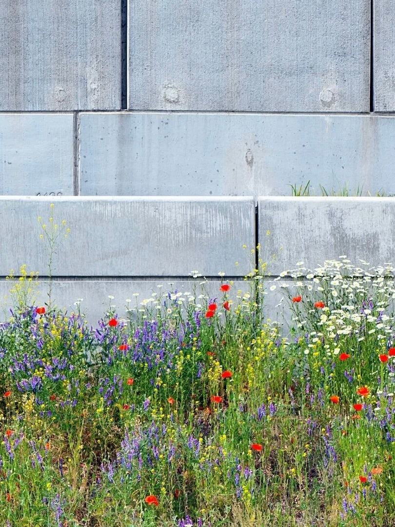Kent Wildflower Seeds - Wildflowers for Urban Spaces