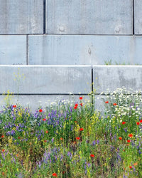 Kent Wildflower Seeds - Wildflowers for Urban Spaces