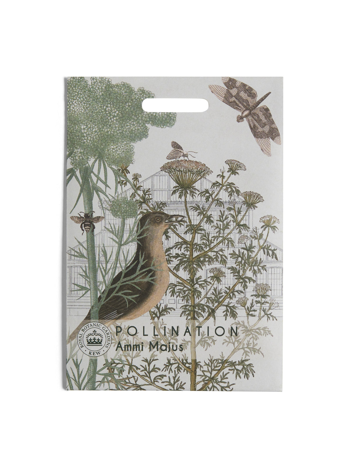 Kew Pollination Collection Ammi majus Seeds