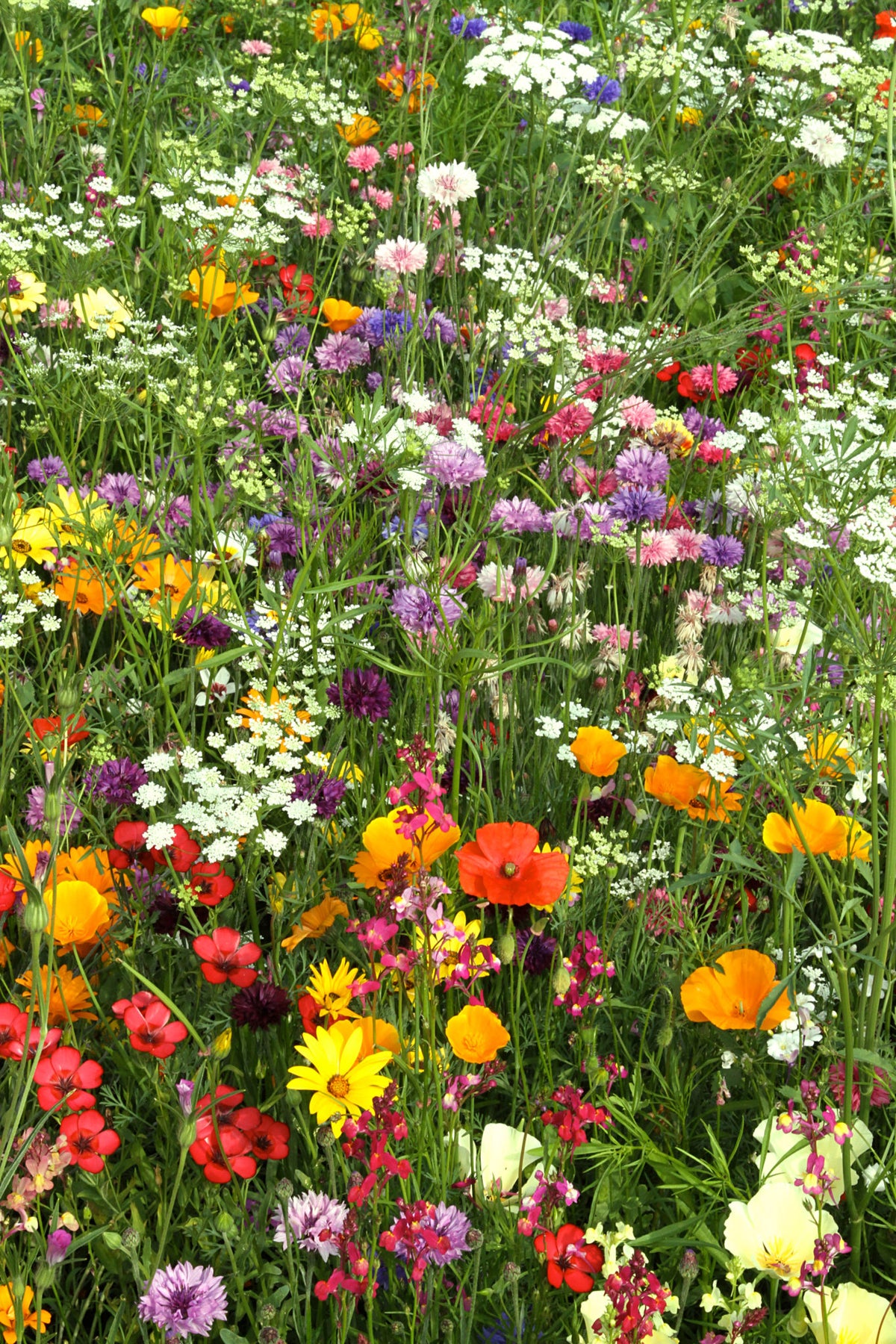 Candy Annual Meadow Seed Mix