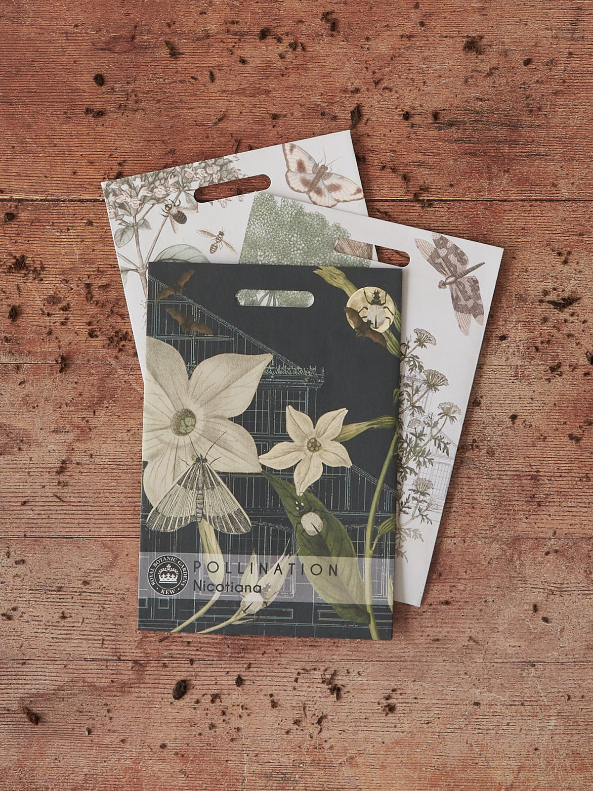 Kew Pollination Collection Nicotiana alata
