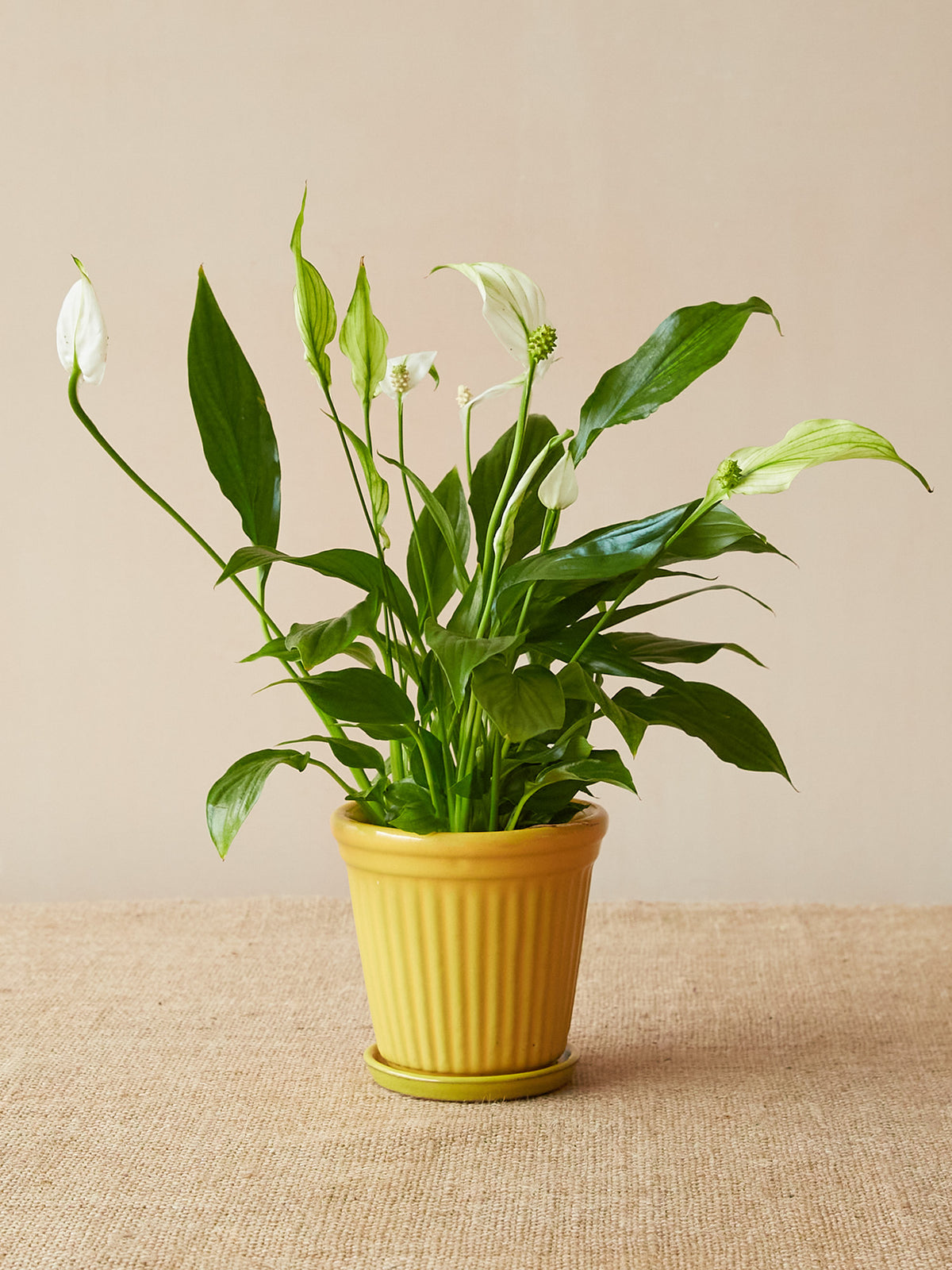 Sunshine Yellow Planter With Saucer