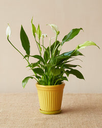Sunshine Yellow Planter With Saucer