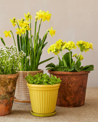 Sunshine Yellow Planter With Saucer