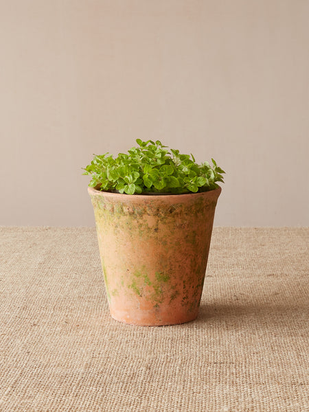 'Liscombe' Terracotta Planter with Antique Patina, Small