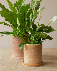 'Miriam' Glazed Planter, Small