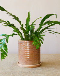 'Miriam' Glazed Planter, Large