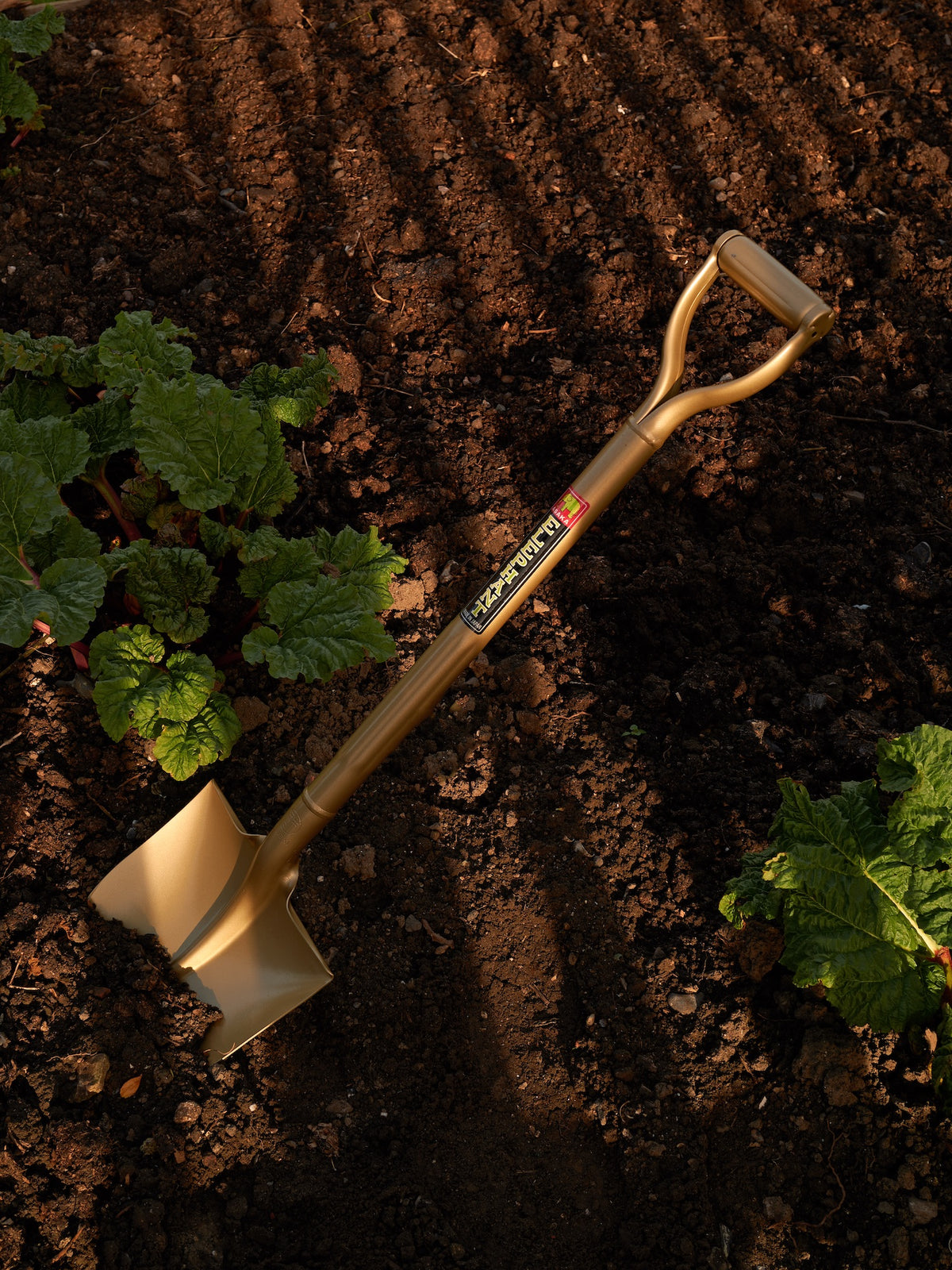 'Sukoppu' Golden Spade Standard Size