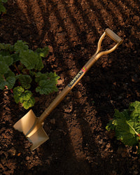 'Sukoppu' Golden Spade Standard Size