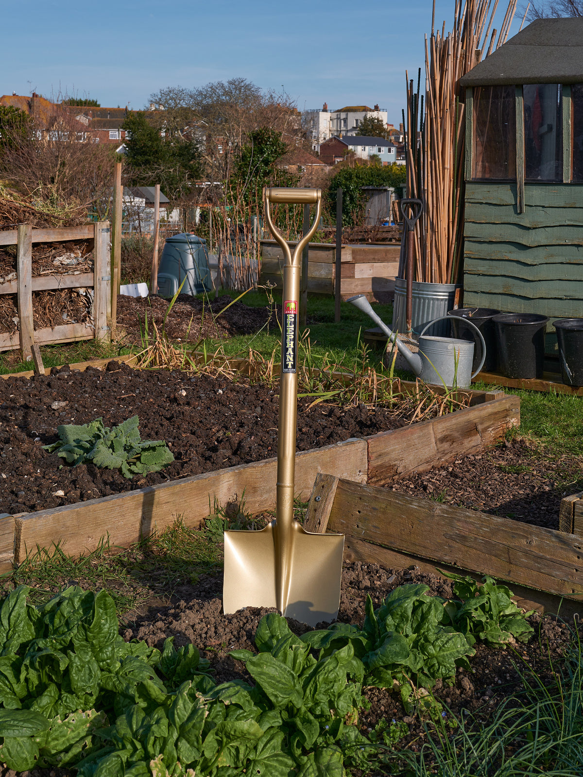 'Sukoppu' Golden Spade Standard Size