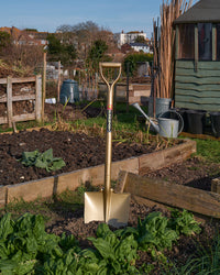 'Sukoppu' Golden Spade Standard Size