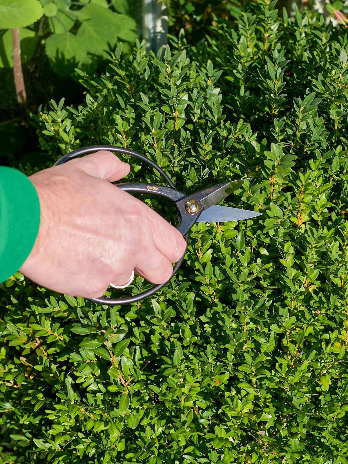 Niwaki Higurashi Scissors