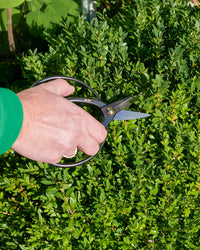Niwaki Higurashi Scissors