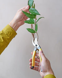 Niwaki Mainichi Secateurs