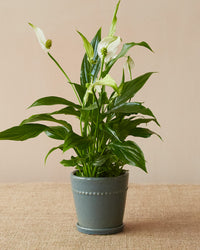 'Pearl' Mini Planter, Grey