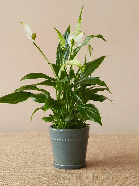 'Pearl' Mini Planter, Grey