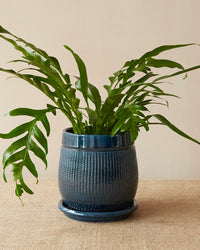 'Santorini' Dark Blue Pot And Saucer