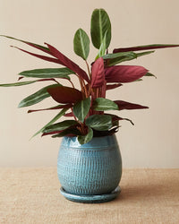 'Santorini' Light Blue Pot and Saucer