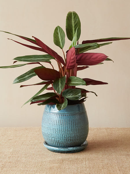 'Santorini' Light Blue Pot and Saucer