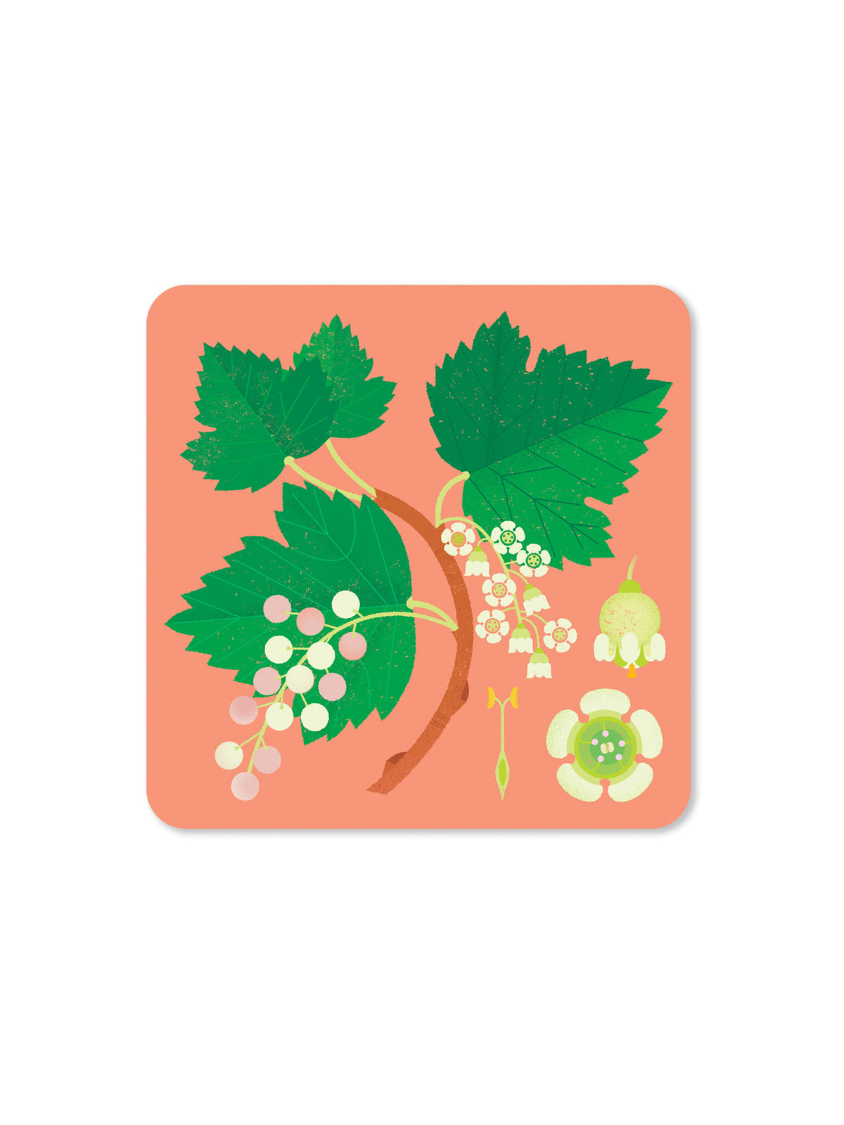 Jenny Duff Currant Coaster