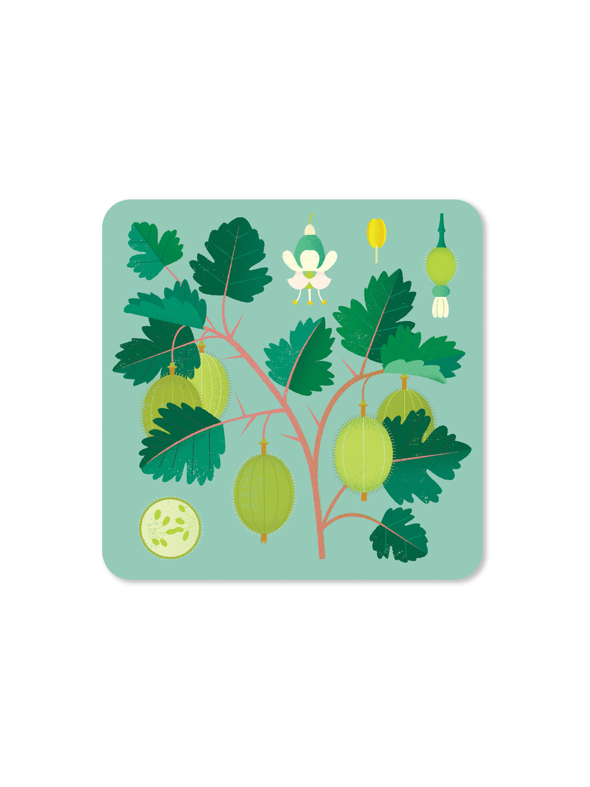Jenny Duff Gooseberry Coaster