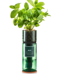 Hydro-herb Hydroponic Grow Kit - Mint