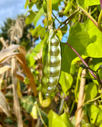 Dan Cooper Garden Peapod Christmas Decoration
